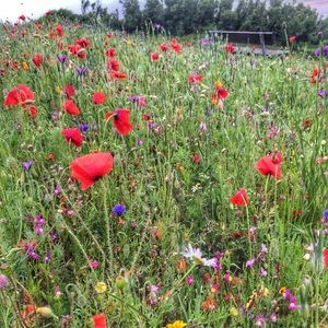 Meet your Posher, Shareen